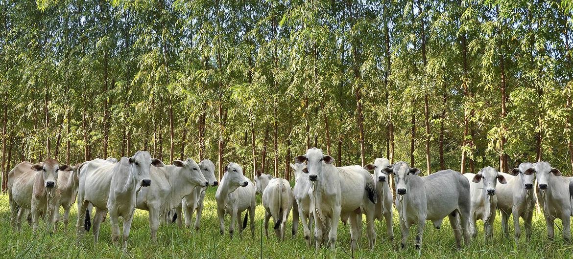 Sistemas de Integração Lavoura-Pecuária-Floresta (ILPF) geram empregos em várias cadeias produtivas, incluindo agricultura, pecuária, extrativismo e indústria madeireira