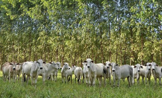 Sistemas de Integração Lavoura-Pecuária-Floresta (ILPF) geram empregos em várias cadeias produtivas, incluindo agricultura, pecuária, extrativismo e indústria madeireira