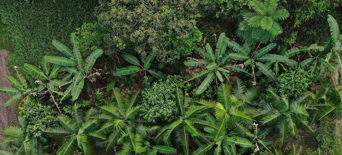 Sistemas agroflorestais (SAFs) criam demanda contínua de mão de obra local para plantio, colheita, beneficiamento e manejo Sistemas agroflorestais (SAFs) criam demanda contínua de mão de obra local para plantio, colheita, beneficiamento e manejo