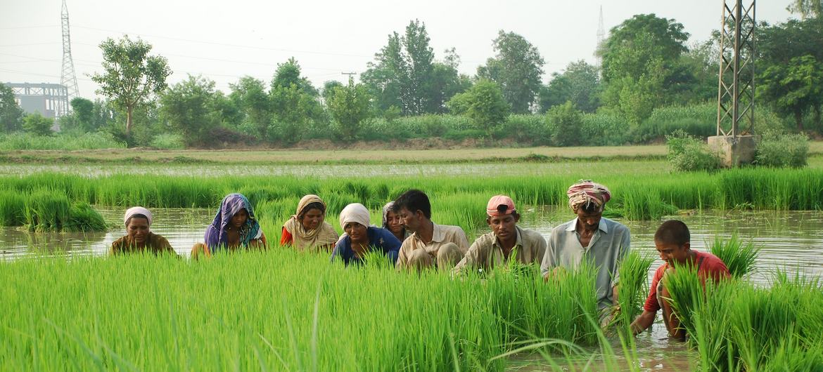عالمی ادارہ خوراک و زراعت (ایف اے او) کے مطابق پاکستان میں کام کرنے کے لائق 37.4 فیصد لوگ زراعت کے شعبے سے منسلک ہیں۔