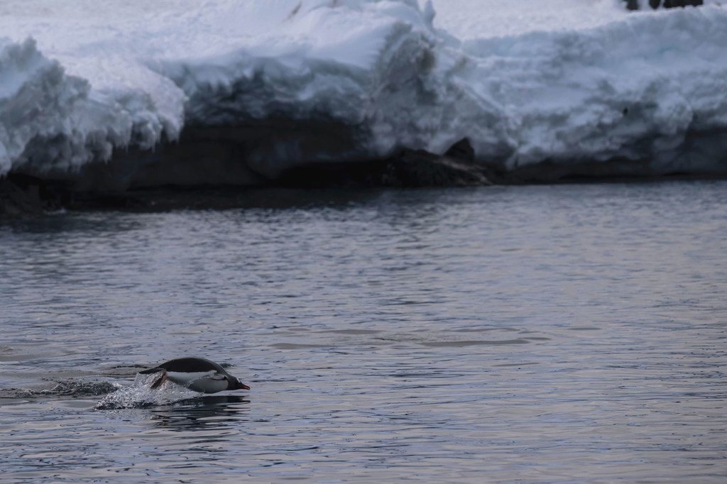 Iniciativa foi a primeira missão de pesquisa científica da Aiea para a Antártida Foto: ONU/Mark Garten
