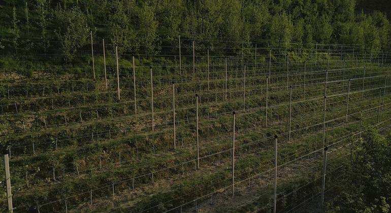 New varieties of apple have made high density cultivation possible. New varieties of apple have made high density cultivation possible.