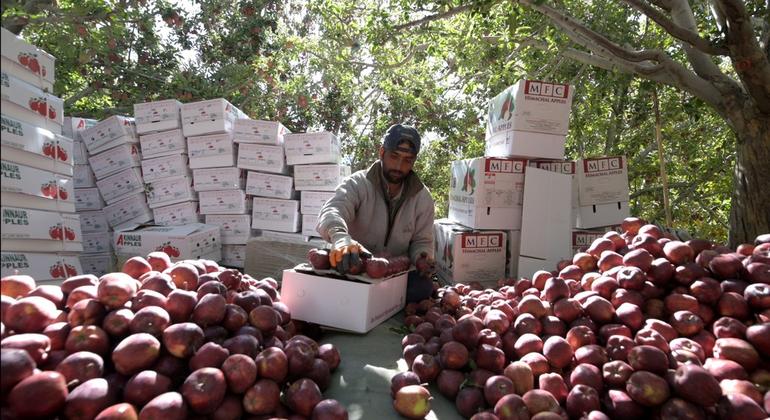 Seventy percent of Himachal's population is engaged in agriculture, of which apple orchards account for 80% of production. Seventy percent of Himachal's population is engaged in agriculture, of which apple orchards account for 80% of production.