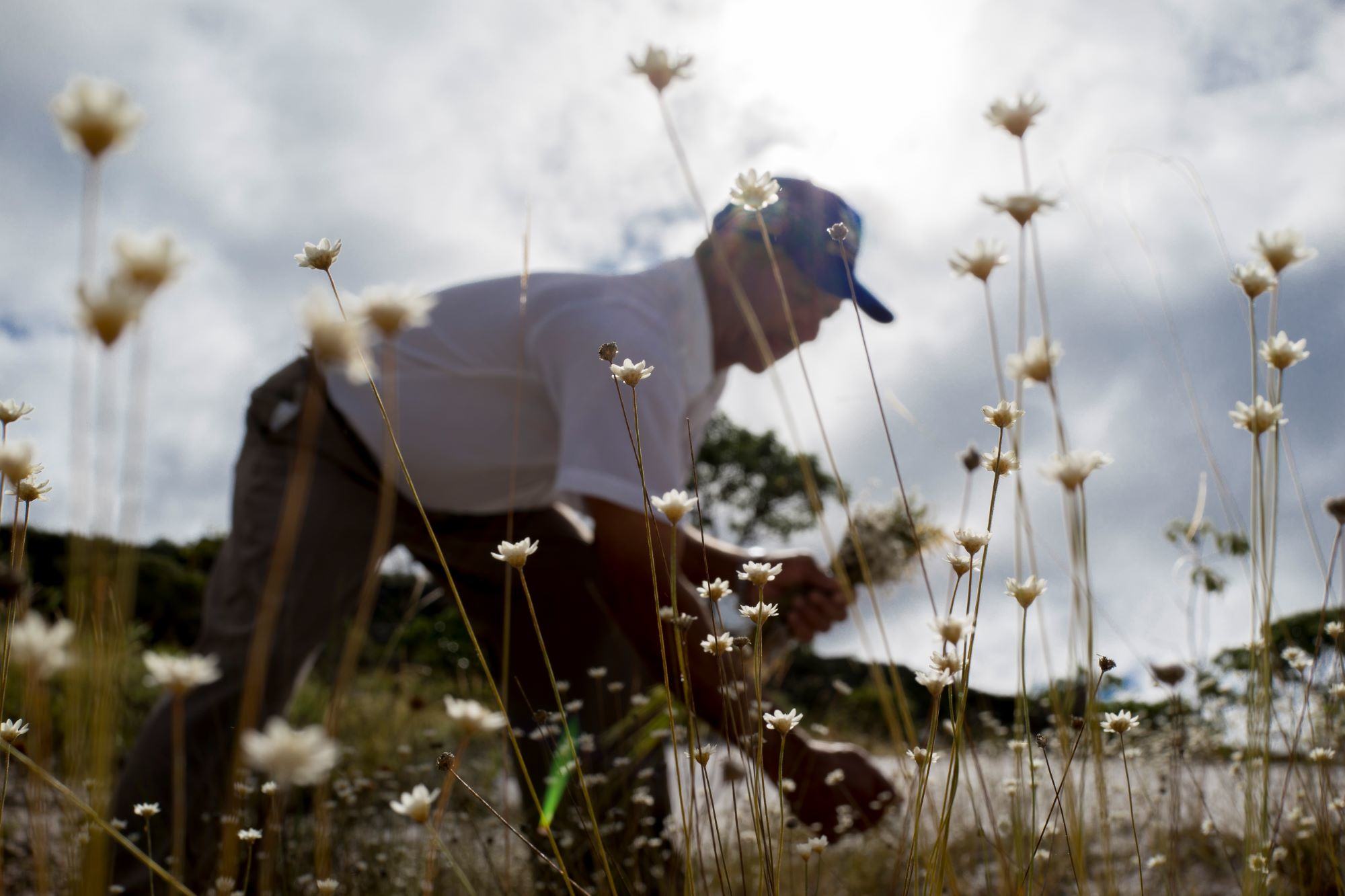 Colecionar flores perenes ajuda a combater a pobreza. Colecionar flores perenes ajuda a combater a pobreza.