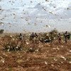 Un essaim de criquets pèlerins envahit le ciel au-dessus des terres agricoles de Mauritanie, tandis qu'un groupe de personnes se tient dans le champ en contrebas.