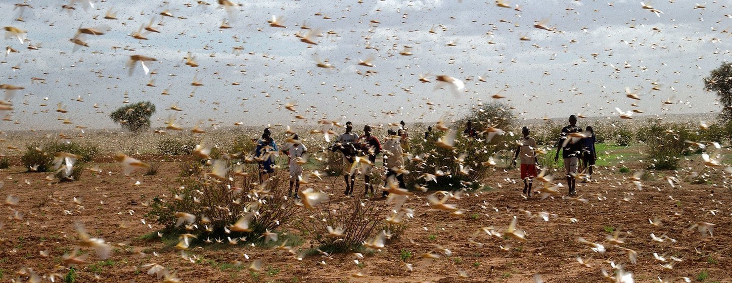 Un essaim de criquets pèlerins remplit le ciel près d'une ferme en Mauritanie.