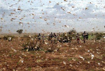 Un essaim de criquets pèlerins remplit le ciel près d'une ferme en Mauritanie.