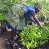 Mwanamke Kaskazini mwa Ghana anatunza miche katika kiwanda cha kusindika mazao ya kilimo.