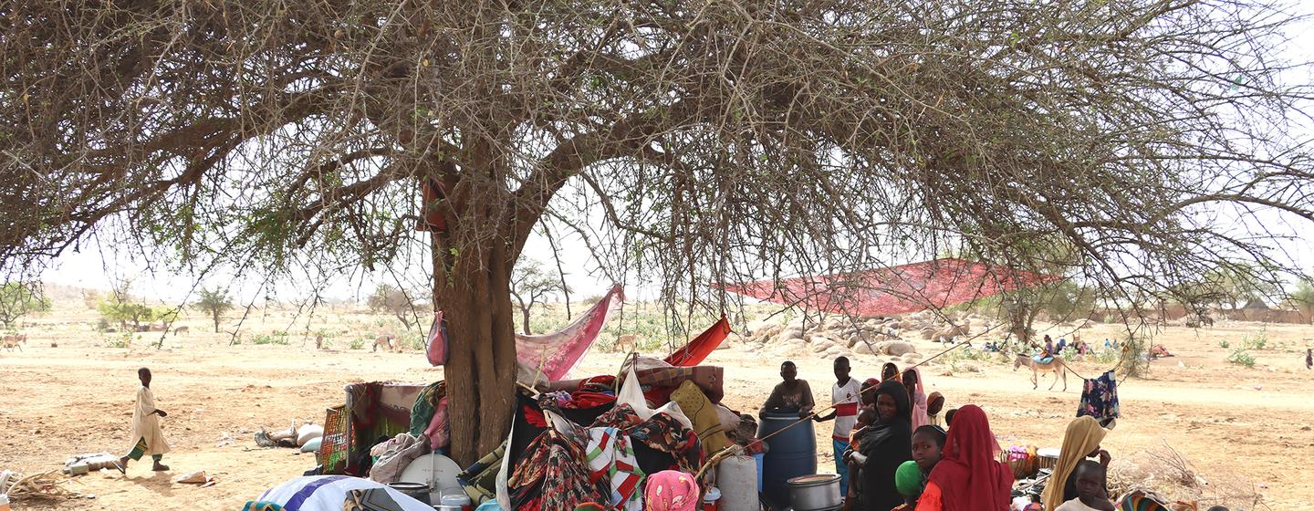 Des réfugiés soudanais s'abritent sous des arbres dans un village au Tchad à 5 km de la frontière.