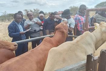FAO yaimarisha Afya ya Mifugo Kupitia mradi wa ISAVET Tanzania na Zanzibar Tanzania.