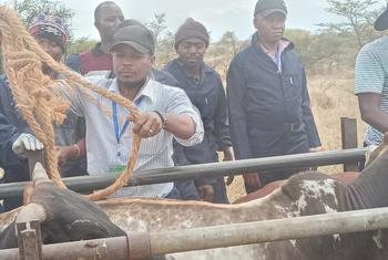 FAO yaimarisha Afya ya Mifugo Kupitia mradi wa ISAVET Tanzania na Zanzibar Tanzania.