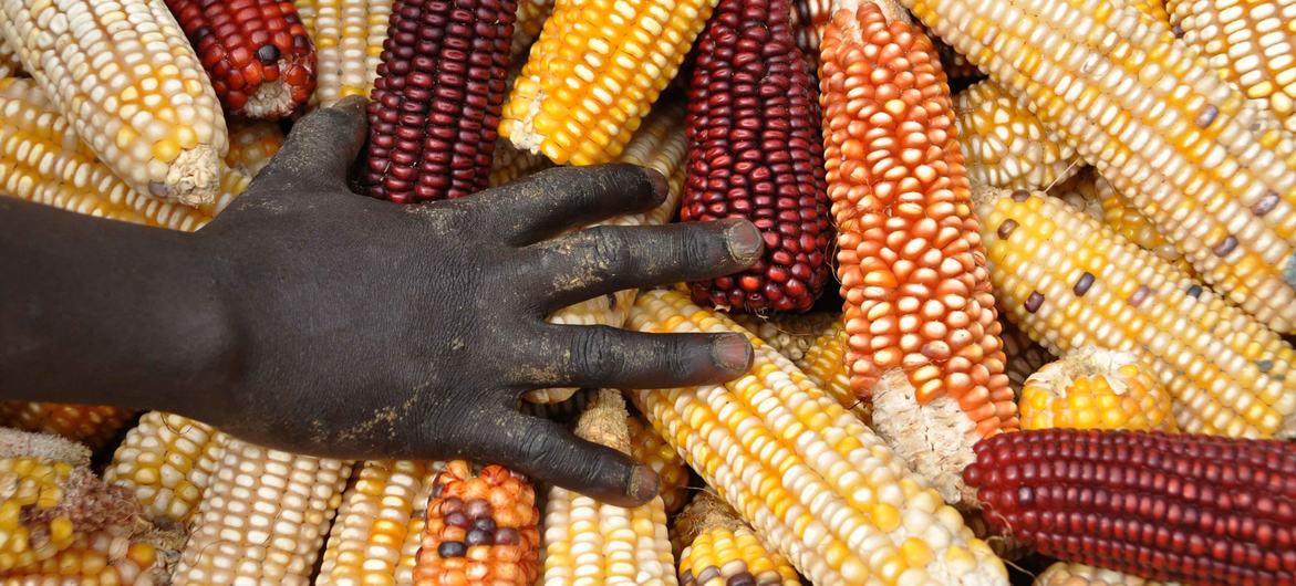 El maíz, en sus múltiples variedades, es el cereal más importante del África subsahariana.