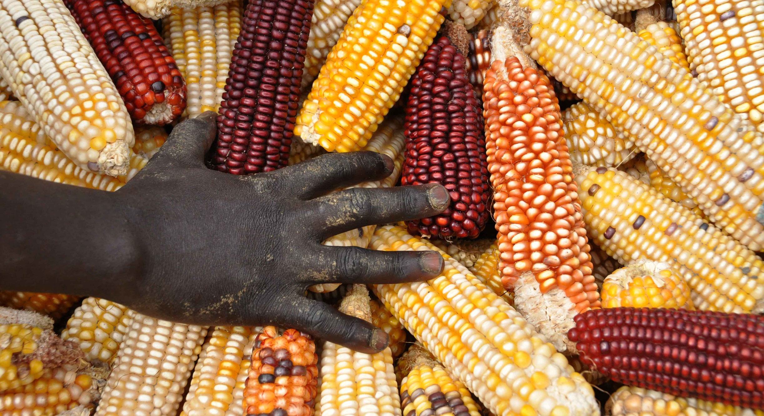 Le maïs est la culture céréalière la plus importante en Afrique subsaharienne.