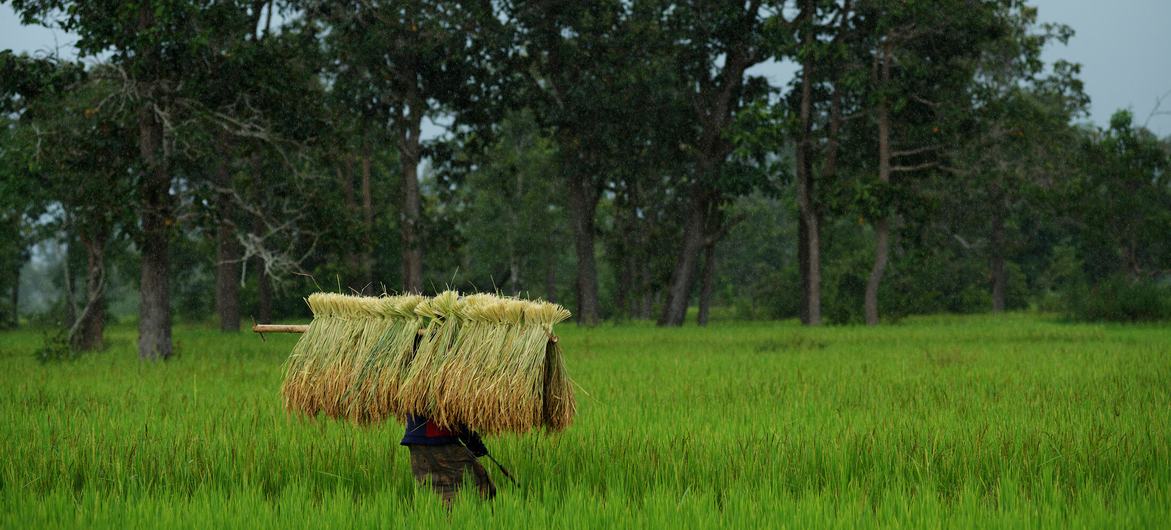 A woman walks home in the rain with sheaves of rice harvested in a village paddy, in rural Lao People's Democratic Republic.