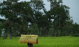 A woman walks home in the rain with sheaves of rice harvested in a village paddy, in rural Lao People's Democratic Republic.