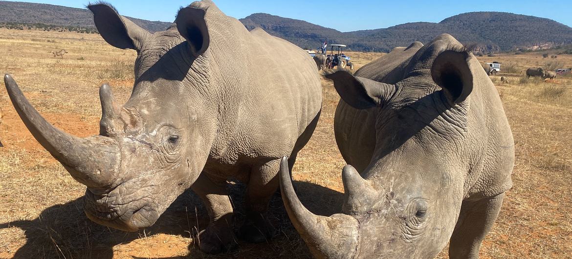 Rinocerontes nas Montanhas Waterberg, África do Sul