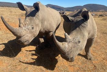 Rinocerontes nas Montanhas Waterberg, África do Sul