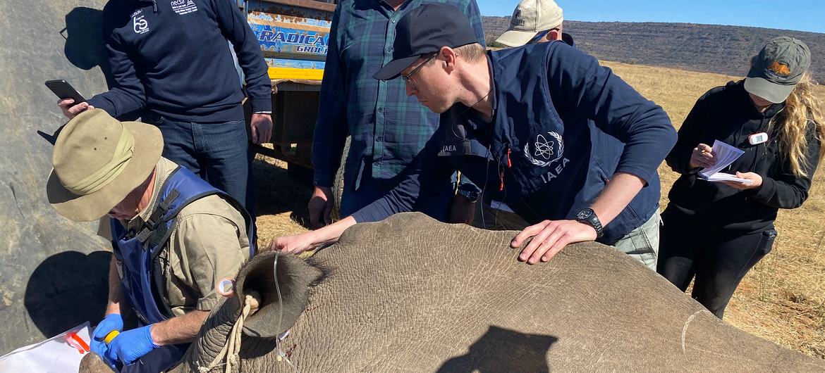 A equipe do Projeto Rhisotope inserindo isótopos radioativos em chifres de rinoceronte