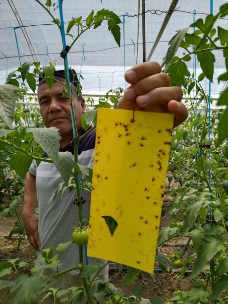 Вместо устаревших методов для борьбы с насекомыми в Узбекистане теперь применяются специальные липкие ловушки. 