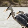 O poderoso rio Indus hospeda muitas espécies de aves migratórias durante o inverno