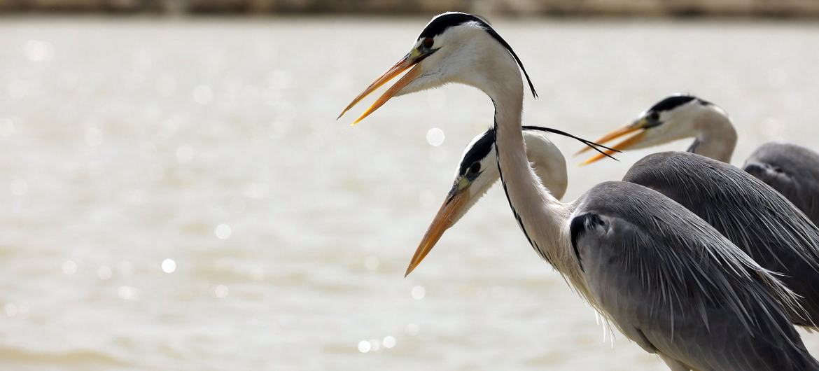 O poderoso rio Indus hospeda muitas espécies de aves migratórias durante o inverno