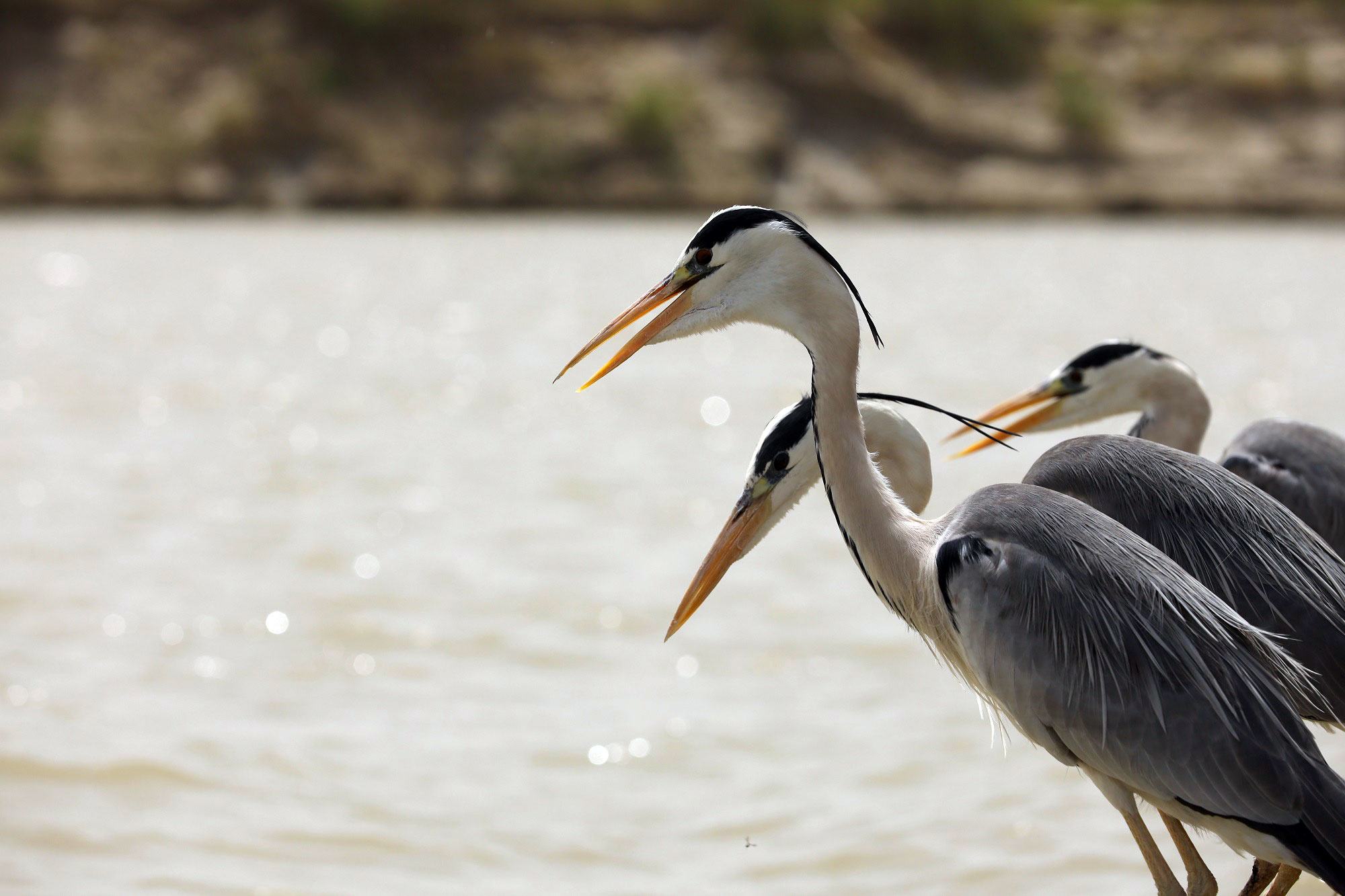 सर्दियों के मौसम में सिंधु नदी पर, प्रवासी पक्षियों की कई प्रजातियाँ नज़र आती हैं.