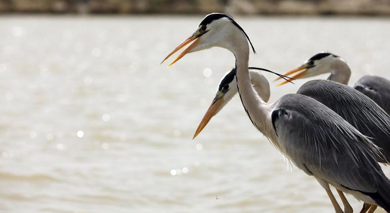 O poderoso rio Indus hospeda muitas espécies de aves migratórias durante o inverno