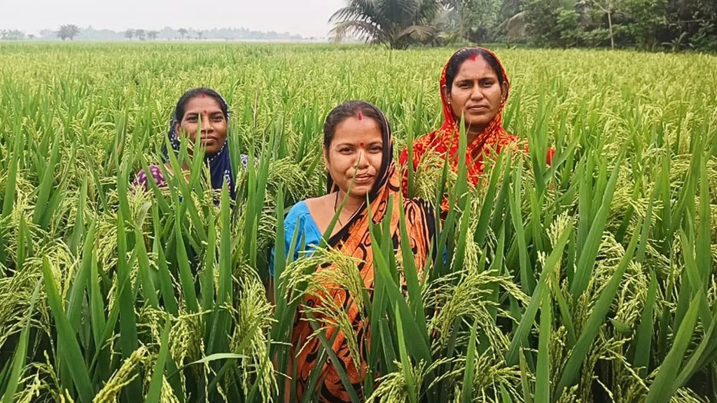 ओडिशा के हरे-भरे धान के खेत में पारंपरिक पोशाक पहने तीन भारतीय महिलाएं खड़ी हैं।