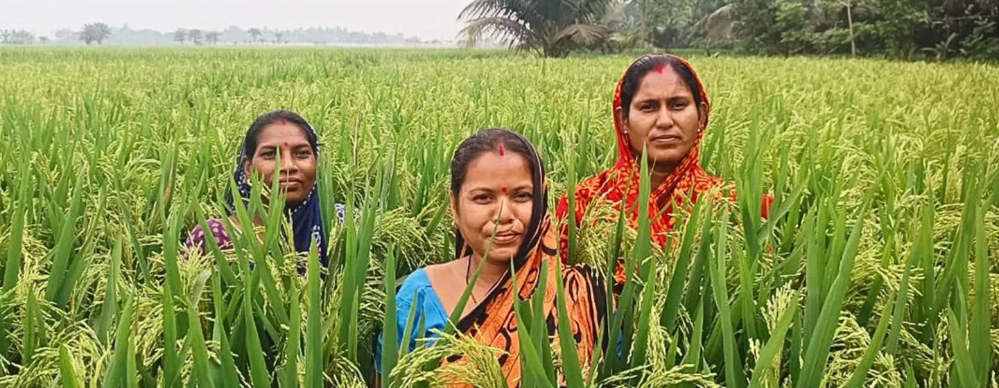 ओडिशा के हरे-भरे धान के खेत में पारंपरिक पोशाक पहने तीन भारतीय महिलाएं खड़ी हैं।