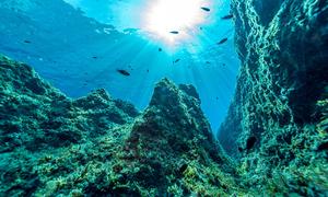 Diferentes especies de peces nadando en una zona marina protegida fuera de la costa de Malta.