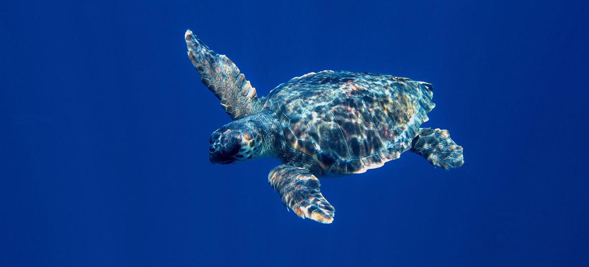 माल्टा, भूमध्य सागर के तट पर स्पष्ट नीले पानी में पानी के नीचे सुंदरता से तैरने वाला एक समुद्री कछुआ।