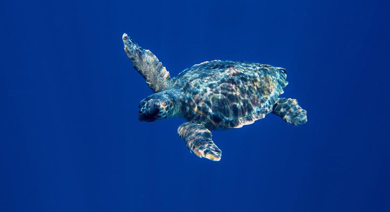 A sea turtle gracefully swimming underwater in the clear blue waters off the coast of Malta, Mediterranean Sea.