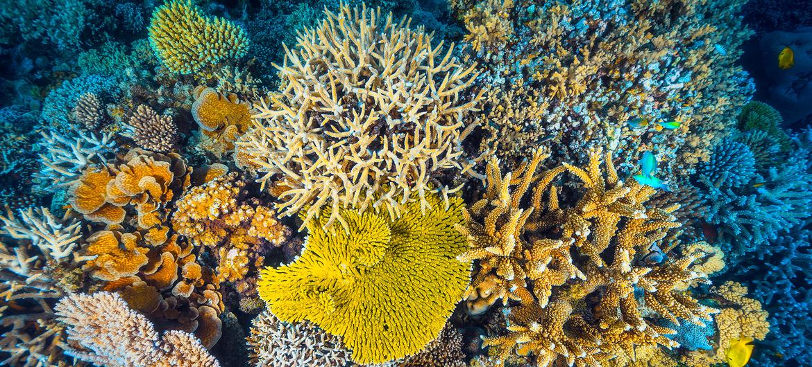 Recife de coral em Mayotte, um arquipélago no Oceano Índico entre Madagáscar e a costa de Moçambique