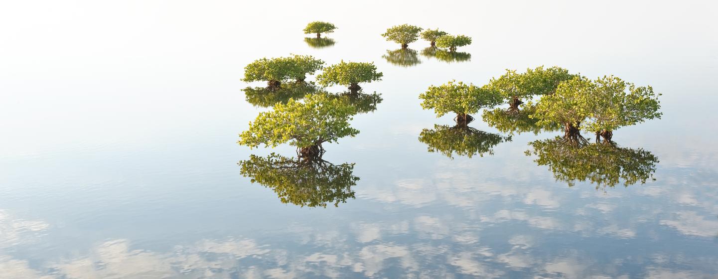 Les mangroves extraient jusqu'à cinq fois plus de carbone que les forêts terrestres, en l'incorporant dans leurs feuilles, leurs branches, leurs racines et les sédiments sous-jacents.