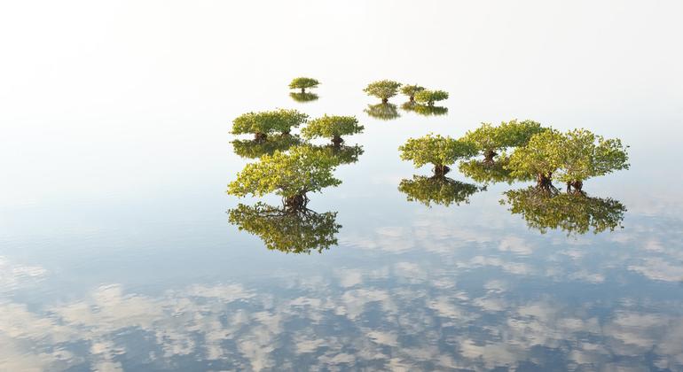 Los manglares extraen hasta cinco veces más carbono que los bosques en tierra, incorporándolo en sus hojas, ramas, raíces y los sedimentos debajo de ellos.