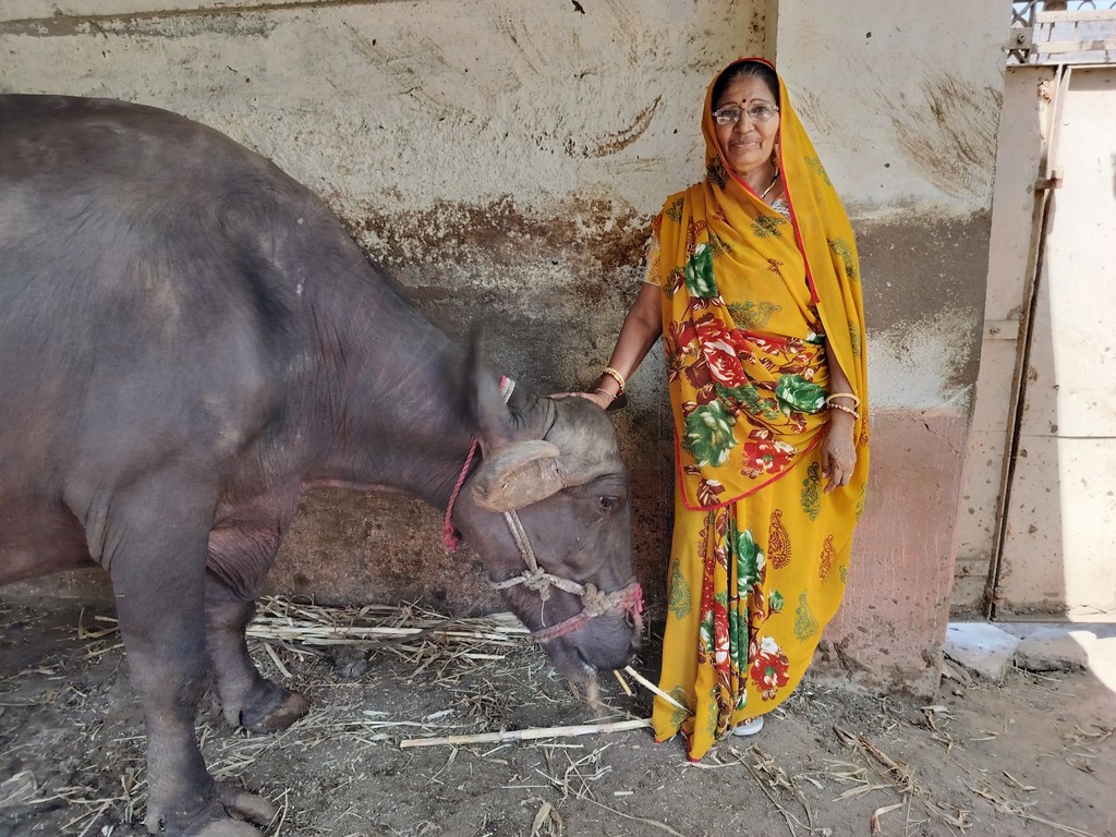 एक भारतीय महिला पीले रंग की साड़ी पहने हुए एक खलिहान में एक बड़ी भैंस के बगल में खड़ी है।