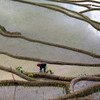 Cultivating crops like rice, as pictured here in the Philippines, requires a large amount of fresh water and has an environmental impact
