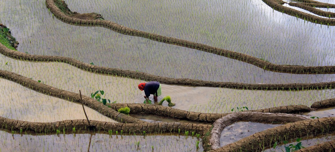 Cultivating crops like rice, as pictured here in the Philippines, requires a large amount of fresh water and has an environmental impact