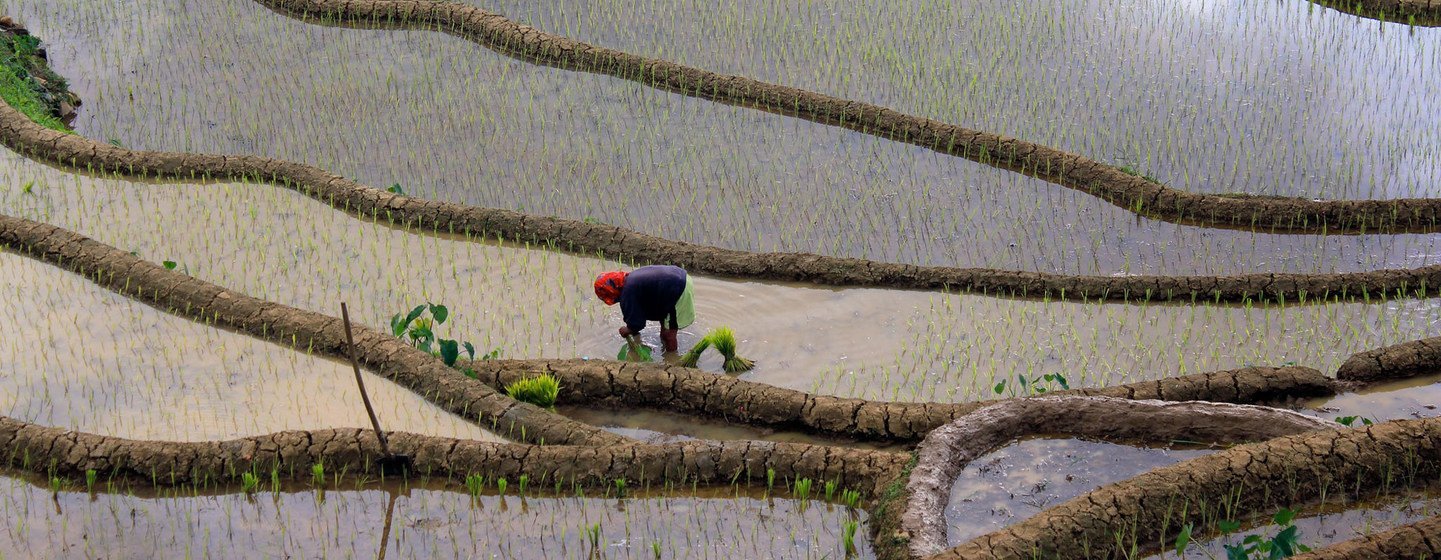 Rizière aux Philippines. Cultiver du riz nécessite beaucoup d'eau, ce qui a un impact environnemental.