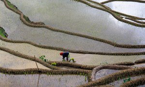 Cultivating crops like rice, as pictured here in the Philippines, requires a large amount of fresh water and has an environmental impact