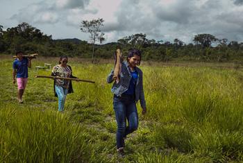 Tres mujeres del grupo indígena Macuxi de Brasil caminan por un campo de hierba, cada una llevando un trozo de madera, en una escuela situada en la frontera terrestre entre Brasil y Venezuela.