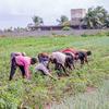 Une vue partielle des 5 ha cultivable de Marc K., un jeune maraîcher de Grand-Popo qui emploie 25 ouvriers, grâce à l‘appui de FIDA.