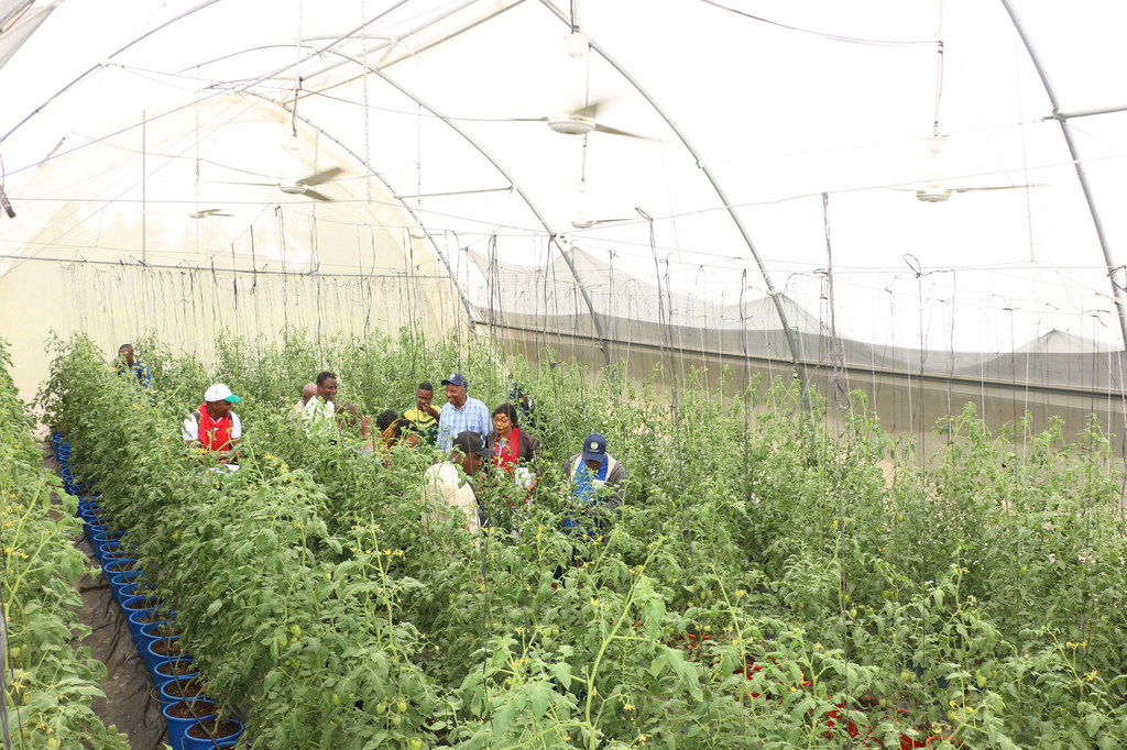 Un prototype de serre de la coopérative Agro Pour Tout (APT) de Covè pour la production de tomates avec l’appui financier de FIDA