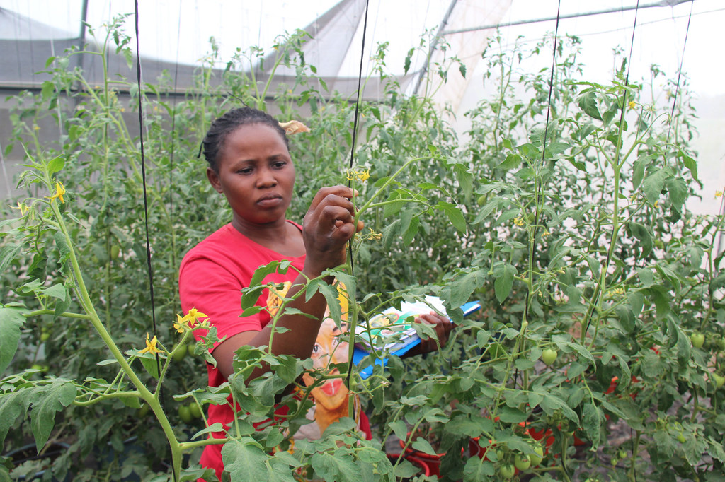 La présidente de la coopérative Agro Pour Tout (APT) de Covè, Clotilde Vissinnon, vérifiant les plants de tomates dans la serre.