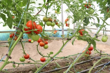 Kibanda cha mimea cha Uzbekistan kinachoonyesha mimea ya nyanya yenye nyanya nyekundu na kijani zinazoiva, sehemu ya mradi wa kilimo FAO .