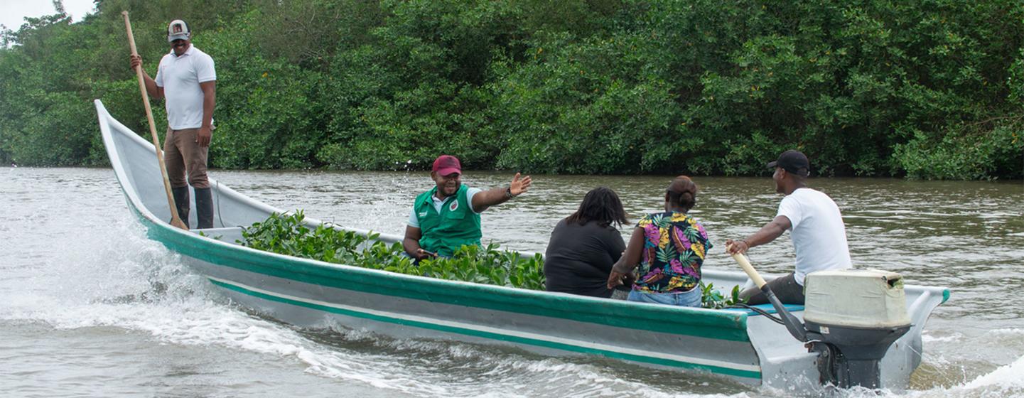 Las comunidades recolectan semillas de mangle y las cultivan en viveros locales. Luego, estas plántulas se llevan en bote a zonas afectadas por la deforestación ilegal o desastres naturales para su restauración.