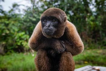 Mona Chorongo rescatada en la provincia de Morona Santiago, Ecuador. 