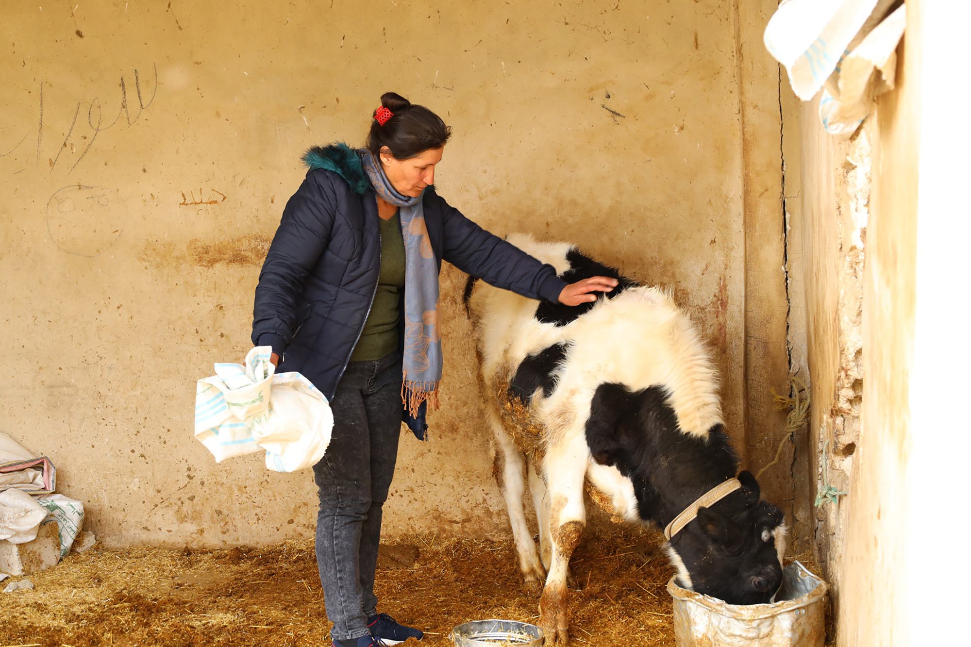 حتى الأبقار والحيوانات الأخرى تعرضت لصدمة بسبب الزلزال، ما أثر على إنتاجها من الحليب وهدد الأمن الغذائي في المجتمع المحلي.