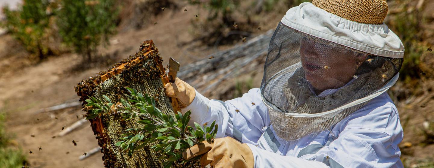 Edith Elgueta vende miel y propóleos que sus abejas extraen de la flora autóctona que crece gracias a los acuíferos subterráneos del desierto de Atacama, en Chile.