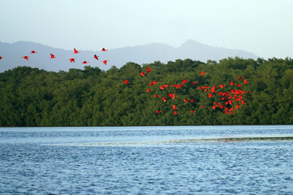 Ibis escarlata en el pantano de Caroní, Trinidad.
